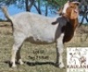 1 X BOER GOAT FLOCK DOE Kaulani Ranch