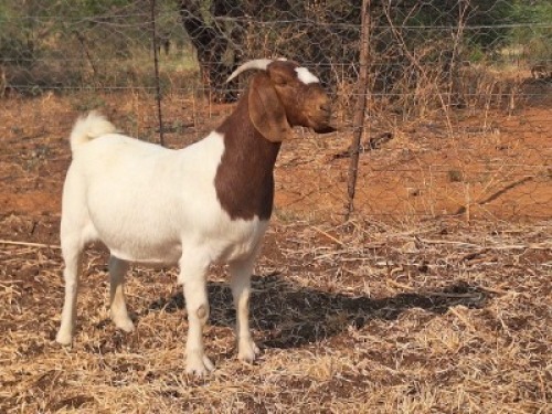 1 X BOER GOAT FLOCK DOE Blackheath Boer Goat Stud