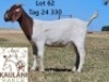 1 X BOER GOAT FLOCK DOE Kaulani Ranch