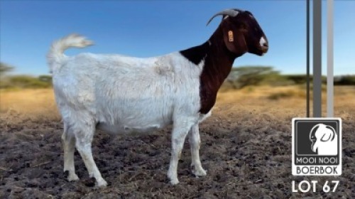 1 X BOER GOAT FLOCK DOE Mooi Nooi Boerbok