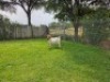 1 X BOER GOAT FLOCK DOE Mooi Nooi Boerbok - 2