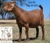1 X KALAHARI RED FLOCK DOE Kaulani Ranch