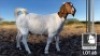 1 X BOER GOAT FLOCK DOE Mooi Nooi Boerbok