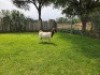 1 X BOER GOAT FLOCK DOE Mooi Nooi Boerbok - 2