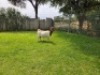 1 X BOER GOAT FLOCK DOE Mooi Nooi Boerbok - 3