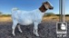 1 X BOER GOAT FLOCK DOE Mooi Nooi Boerbok