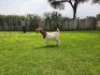 1 X BOER GOAT FLOCK DOE Mooi Nooi Boerbok - 2