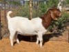 1 X BOER GOAT FLOCK DOE Witsand Boerbokstoet