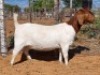 1 X BOER GOAT STUD DOE Witsand Boerbokstoet