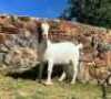 1 X BOER GOAT FLOCK DOE C3 Boerbokstoet