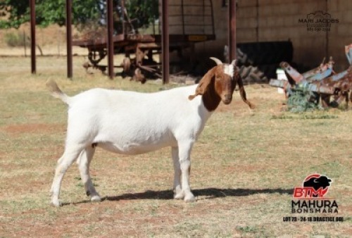 1 X BOER GOAT FLOCK DOE Mahura Goat