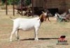1 X BOER GOAT FLOCK DOE Mahura Goat