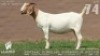 1 X BOER GOAT FLOCK DOE Lajanco Boerbokstoet