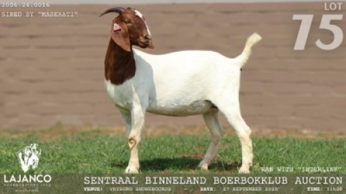 1 X BOER GOAT FLOCK DOE Lajanco Boerbokstoet