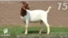 1 X BOER GOAT FLOCK DOE Lajanco Boerbokstoet