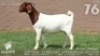 1 X BOER GOAT FLOCK DOE Lajanco Boerbokstoet