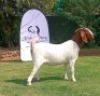 1 X BOER GOAT FLOCK DOE Joubert Horn Boergoat Stud