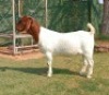 WITHDRAWN - 1 X BOER GOAT DOE Joubert Horn Boergoat Stud