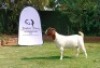 1 X BOER GOAT FLOCK DOE Joubert Horn Boergoat Stud