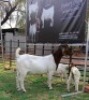 1+2 X BOER GOAT FLOCK DOE Joubert Horn Boergoat Stud