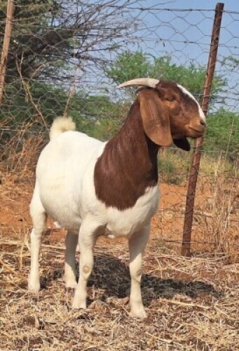 1 X BOER GOAT FLOCK DOE Blackheath Boer Goat Stud