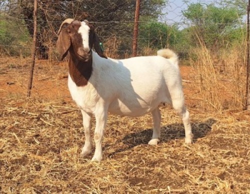 1 X BOER GOAT FLOCK DOE Blackheath Boer Goat Stud