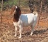 1 X BOER GOAT FLOCK DOE Blackheath Boer Goat Stud