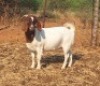 1 X BOER GOAT FLOCK DOE Blackheath Boer Goat Stud - 2