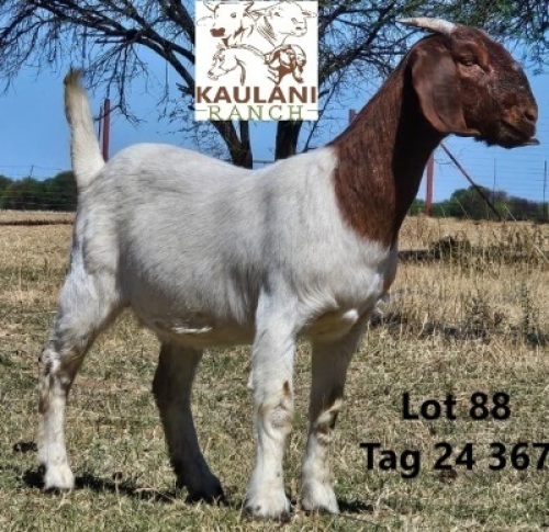 1 X BOER GOAT FLOCK DOE Kaulani Ranch