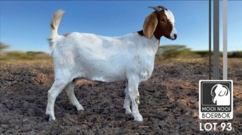 1 X BOER GOAT FLOCK DOE Mooi Nooi Boerbok