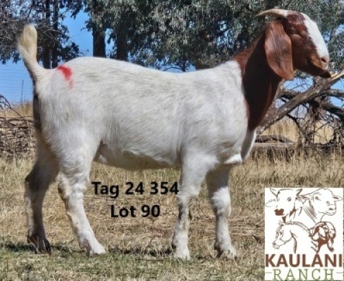1 X BOER GOAT FLOCK DOE Kaulani Ranch