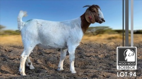 1 X BOER GOAT FLOCK DOE Mooi Nooi Boerbok
