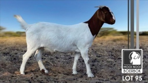 1 X BOER GOAT FLOCK DOE Mooi Nooi Boerbok