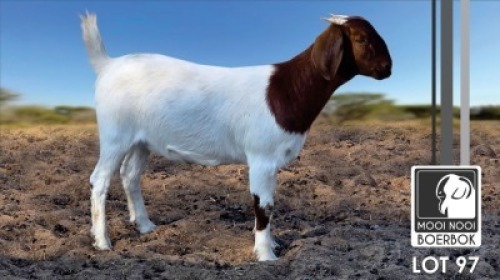 1 X BOER GOAT FLOCK DOE Mooi Nooi Boerbok
