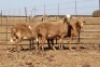 3 X MEATMASTERS OOI/EWE DIDYMUS MEATMASTERS - 2