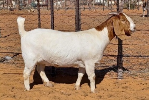 1 X BOER GOAT FLOCK DOE Witsand Boerbokstoet