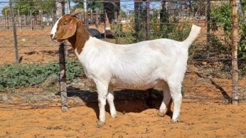 1 X BOER GOAT FLOCK DOE Witsand Boerbokstoet
