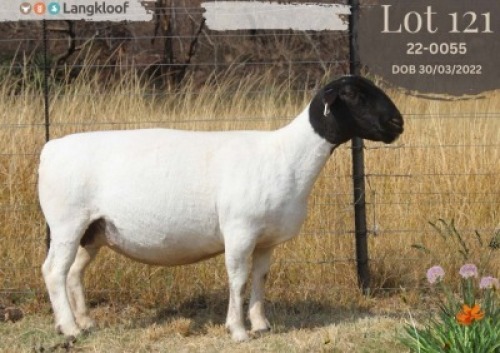 1 X DORPER T5 PREGNANT EWE Langkloof Dorpers