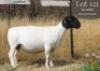 1 X DORPER T5 PREGNANT EWE Langkloof Dorpers
