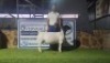 1+1 X DORPER T5 EWE Bashewa Dorpers - 2