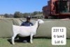 1 X WHITE DORPER T5 EWE Blydschap Dorpers