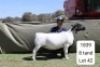1+1 X DORPER T5 EWE Blydschap Dorpers
