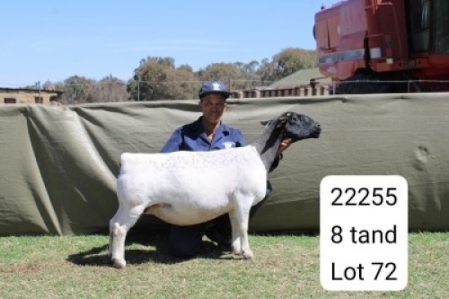 1 X DORPER T5 PREGNANT EWE Blydschap Dorpers