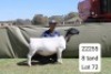 1 X DORPER T5 PREGNANT EWE Blydschap Dorpers