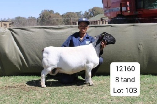 1+1 X DORPER T3 EWE Blydschap Dorpers