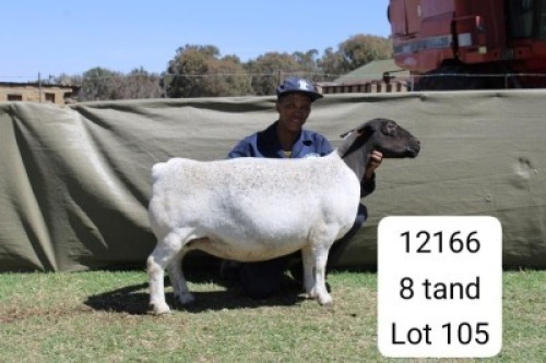 1 X DORPER T4 PREGNANT EWE Blydschap Dorpers