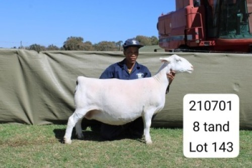 1 X WHITE DORPER T5 PREGNANT EWE Blydschap Dorpers