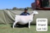 1 X WHITE DORPER T5 PREGNANT EWE Blydschap Dorpers
