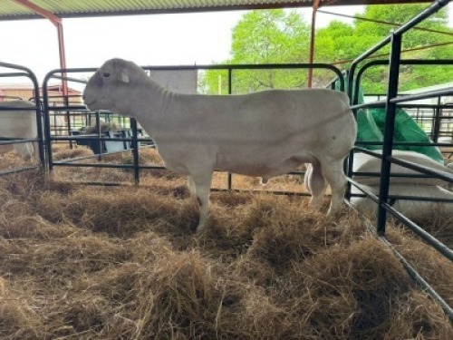 1 X WHITE DORPER T3 RAM Van Wyk Stoetery
