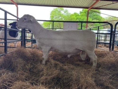 1 X WHITE DORPER T3 RAM Van Wyk Stoetery